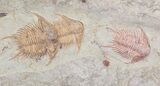 Incredible Foulonia & Asaphid Trilobite Association - #21544-3